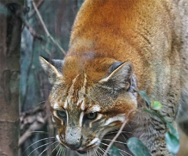 雅鲁藏布大峡谷出现金猫,连野猪都敢下手,喜欢拔掉鸟的羽毛吃肉