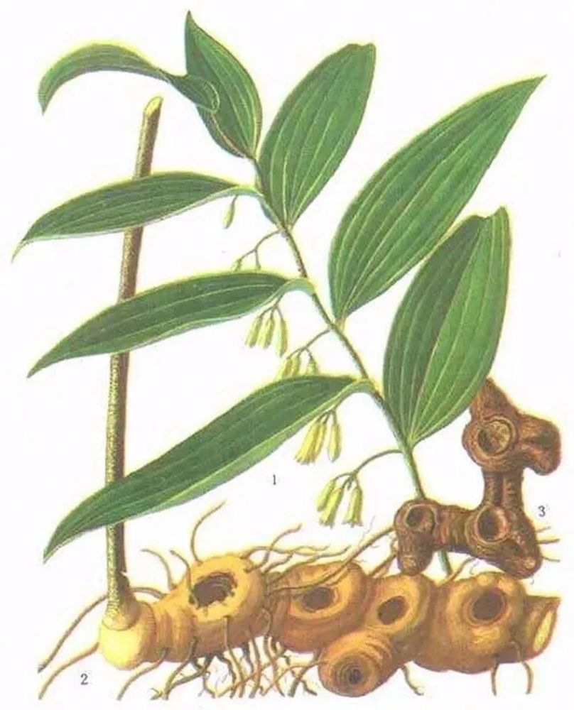 神草36味:神奇的延年益寿之品-黄精 在我国,黄精被记载在中药医典中