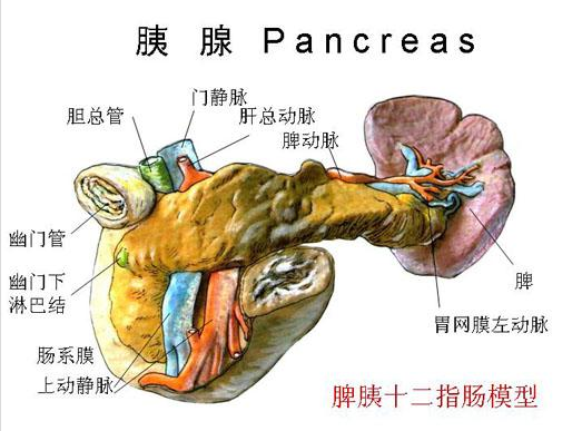 谈癌色变之癌症之王胰腺癌