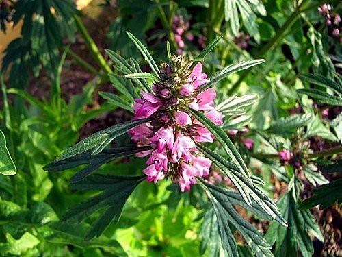 明星草药"益母草"不仅能降脂,还能降压?没那么玄
