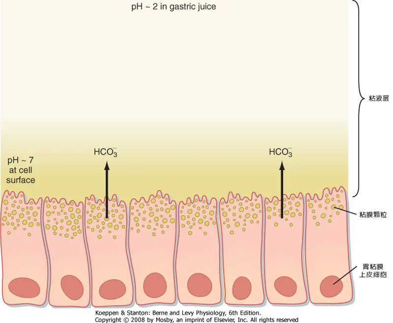 表面覆盖着一层厚约半毫米的粘液凝胶层,它是由胃表面上皮细胞,泌酸腺