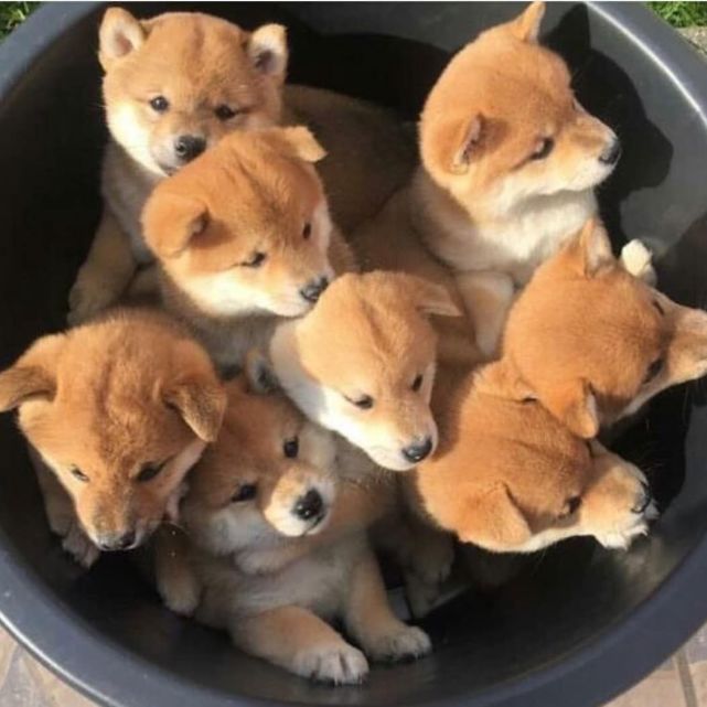 治愈系小柴犬