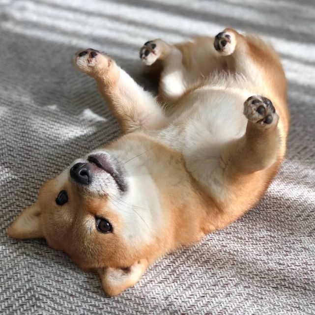 治愈系小柴犬