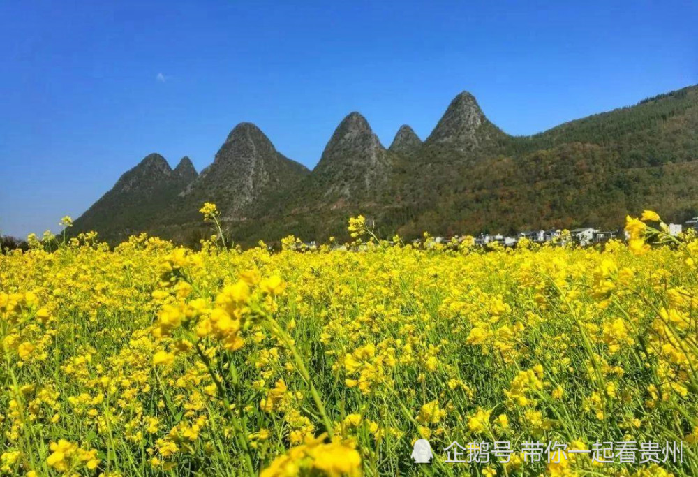 贵州6000多亩的油菜花海,即将开启最美风景线