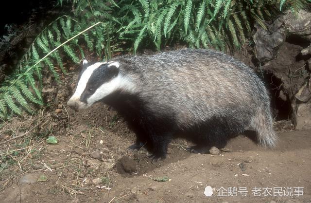 农村俗语宁惹黄大仙不招邪性獾獾是什么动物常在坟地见到