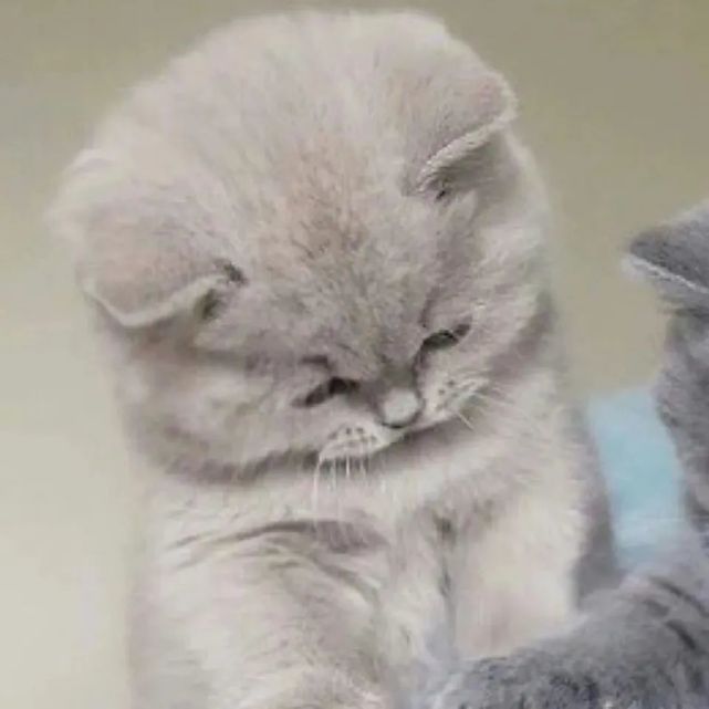 情侣头像萌宠篇