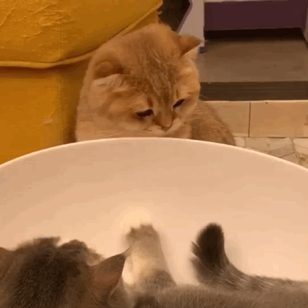 表情包:可爱猫咪动图表情