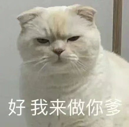 猫咪表情包|小猫咪也不知道它会掉毛,它只是想蹭你