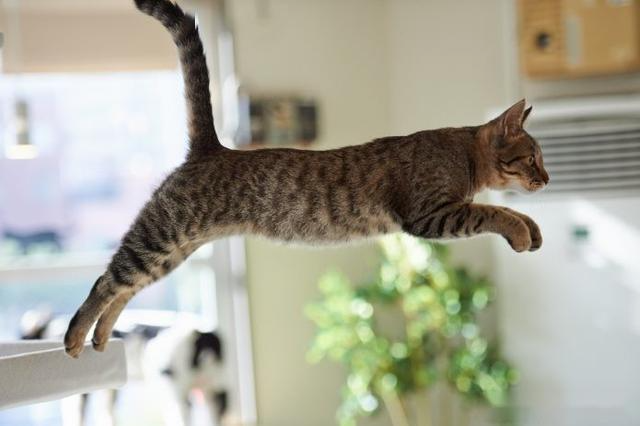猫趣|别小瞧猫咪腿短,弹跳力一样惊人,你家的猫咪跳得高吗?
