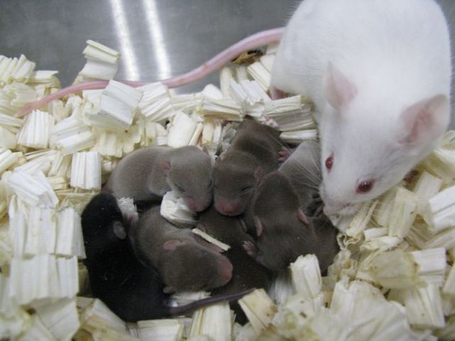 使用航天飞机将20只受孕的老鼠送到了太空,最后这些老鼠幼崽都顺利