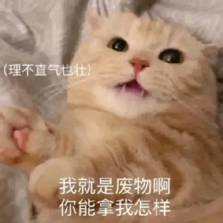 表情包|猫 乖巧