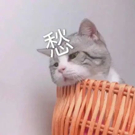 表情包|猫 乖巧