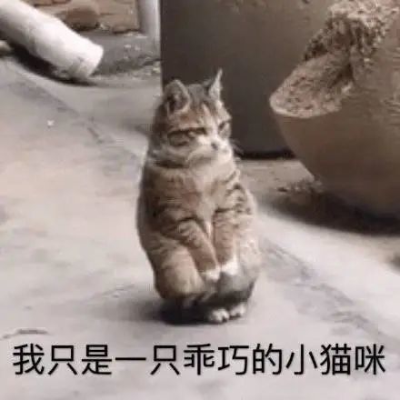 表情包|猫 乖巧