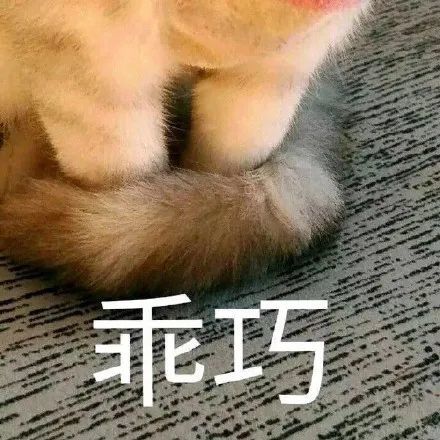 表情包|猫 乖巧