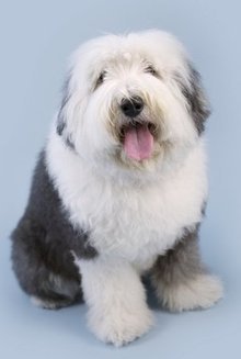 古代牧羊犬的尾巴在法律允许的国家通常会在还是幼犬时切除或在第一个