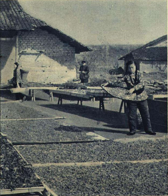 老照片 1961年湖南人民公社 生产生活满堂红
