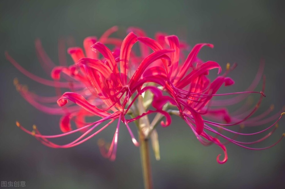 现代人写诗词:我有十二朵花之 彼岸花