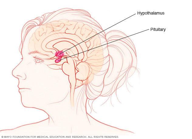 下丘脑(hypothalamus)及垂体(pituitary)的位置示意图,图片引自mayo