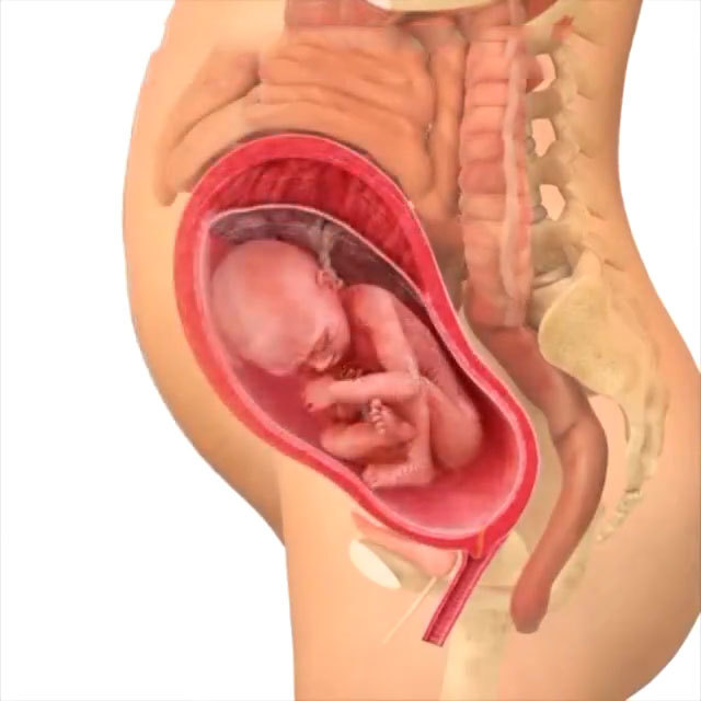 这组图片显示了整个孕期中胎宝宝的整个发育过程,原来胎儿是这样一