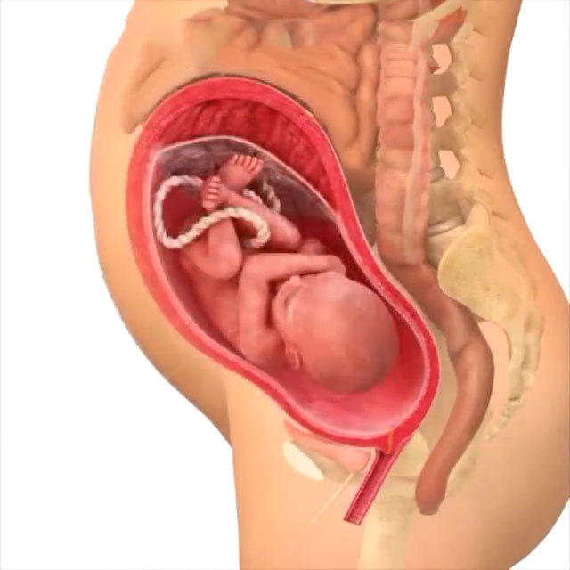 孕期40周胎儿生长发育组图,胎儿是这样一天天长大的
