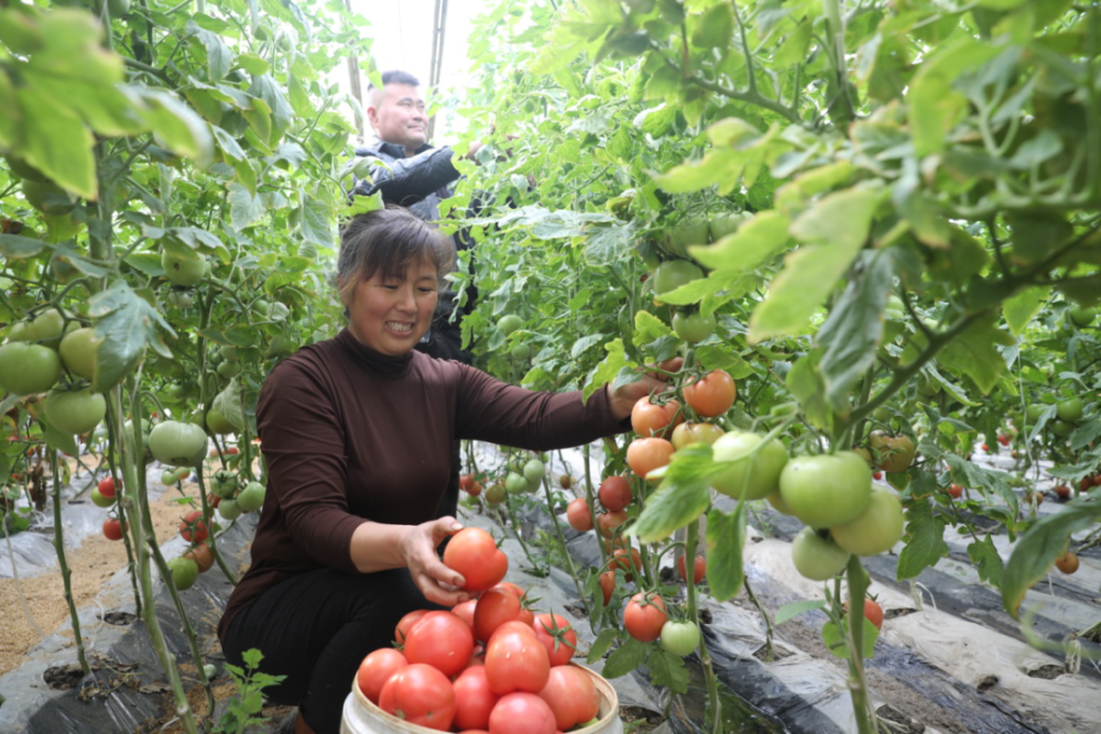 2016年,赵辉到山东寿光学习温室大棚蔬菜种植技术,3个月后返回家乡