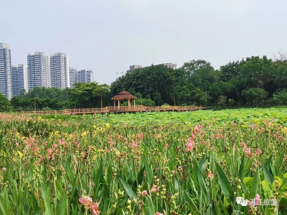 "最亲民"的湿地公园 绿塘河城市湿地公园 位于湛江市中心 毗邻湛江