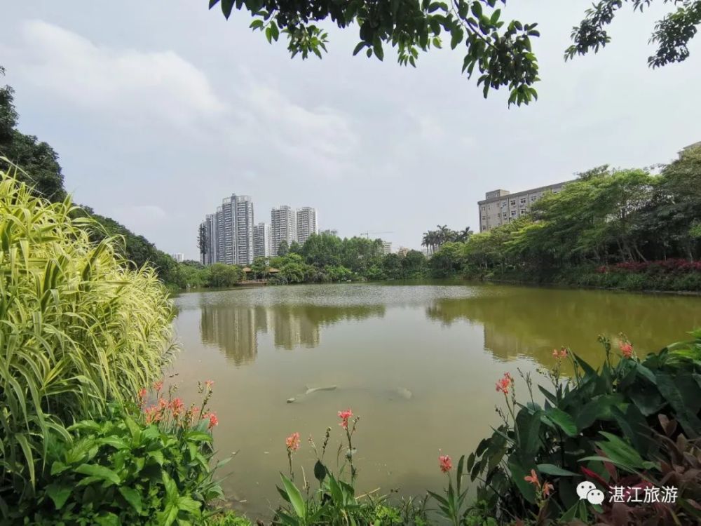 但它也是最能直接感受到 自然野性魅力的城市湿地公园 湛江丢失的季节