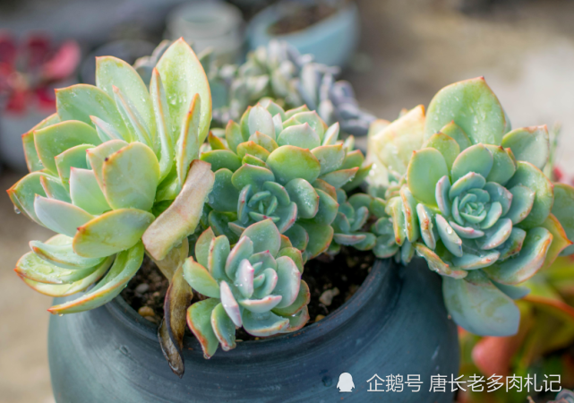 多肉白凤摘心以后就会变多头吗?不一定,养护不当可能