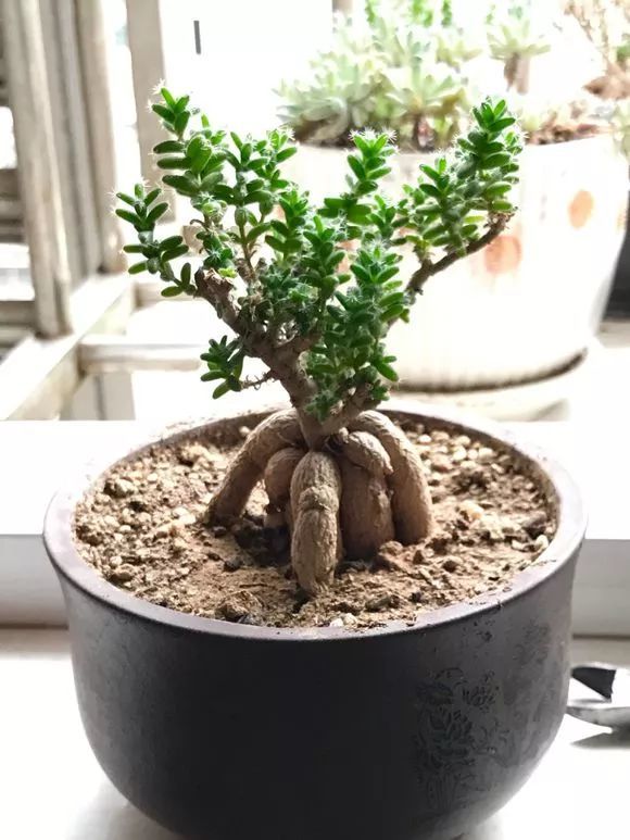 6种多肉造型独特适合做盆景典雅古朴