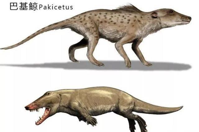 鲸鱼是如何从陆地四肢动物下海进化而来的