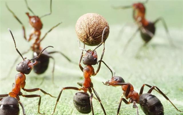 一只蚂蚁坐动车去到千里之外,它会与当地的蚁群合群吗?为什么?