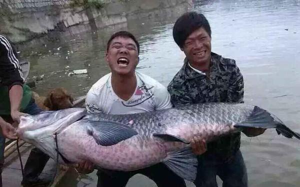 最大的野生青鱼有多大?它长到100斤需要多少年?