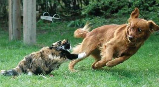 猫科动物比犬科动物要厉害很多,为什么猫科没有将犬科