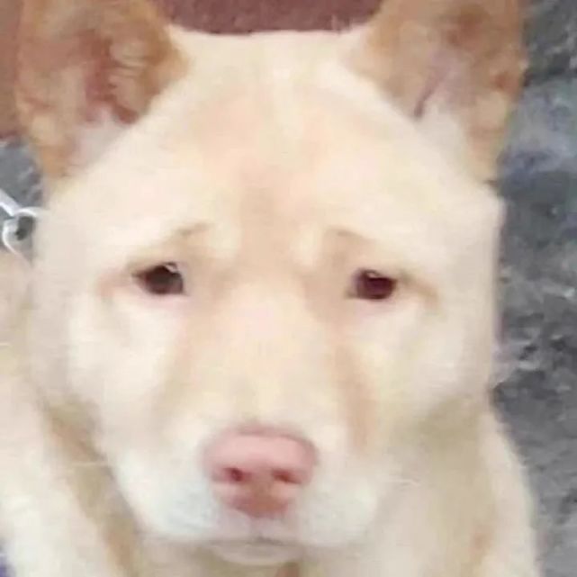 沙雕微信头像