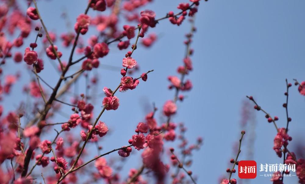 成都锦江河边,红梅花开得正艳.