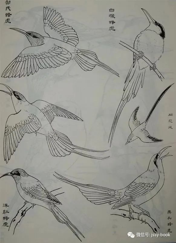 白描禽鸟类画谱