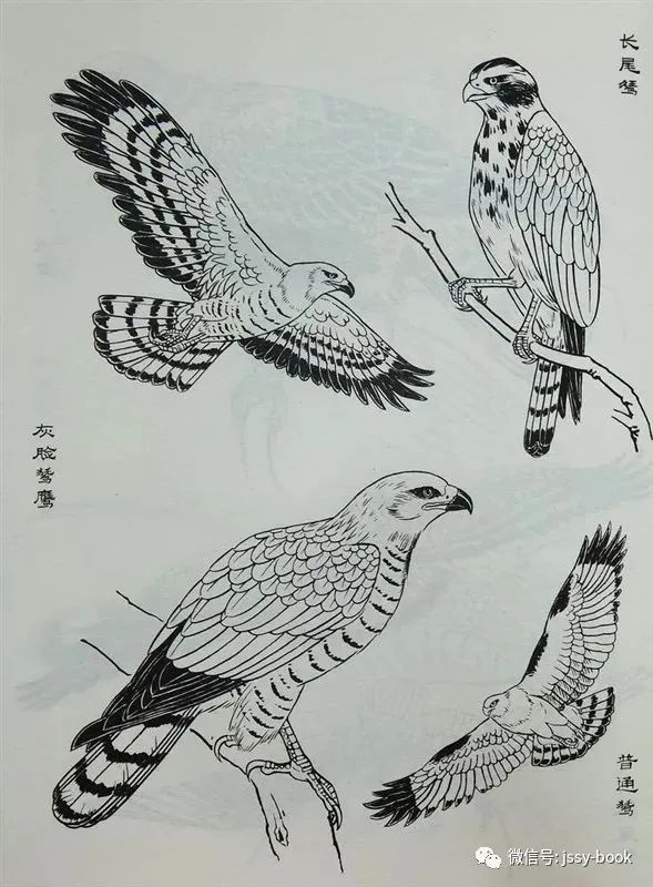 白描禽鸟类画谱