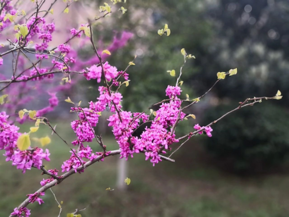 立春丨阳春布德泽,万物生光辉