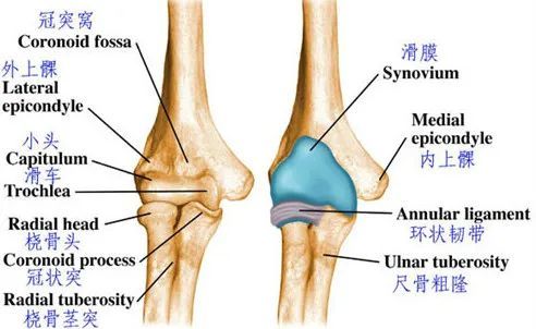 肘关节由肱尺关节,肱桡关节和上尺桡关节组成,其中肱尺关节是一种枢轴