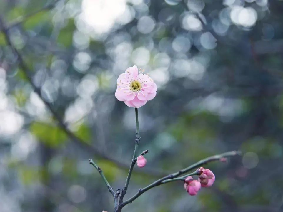 【今日立春】春暖花开,万物复苏