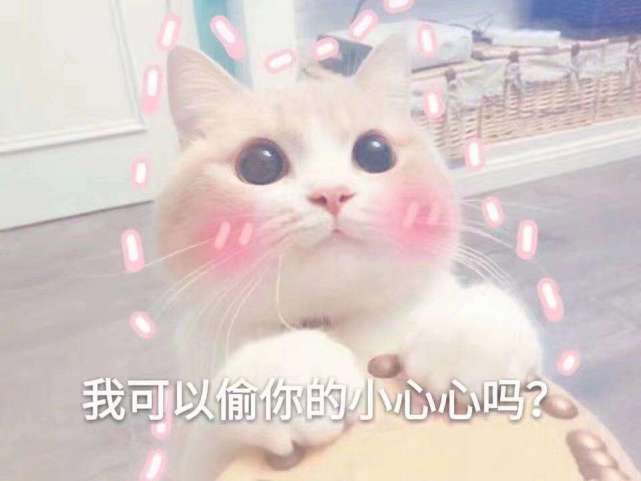 超可爱的猫猫表情包|猫猫的坏心思多着呢!