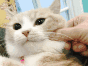 猫咪不乖怎么办?不能打也不能骂,烦死了!_腾讯网