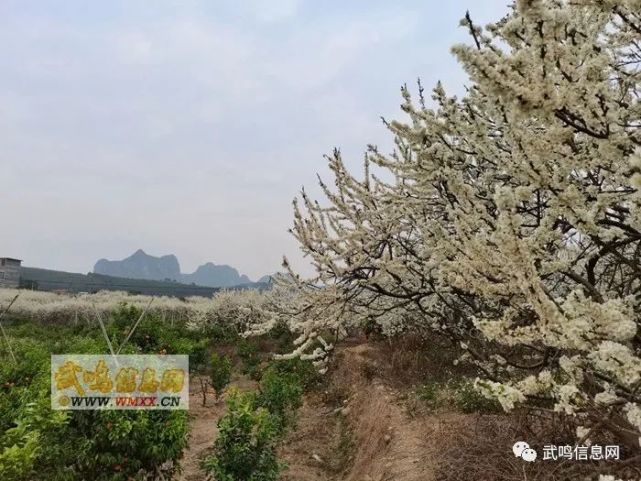李花盛开正当时在武鸣区太平镇林渌村周边的李花园李花最近,开的最