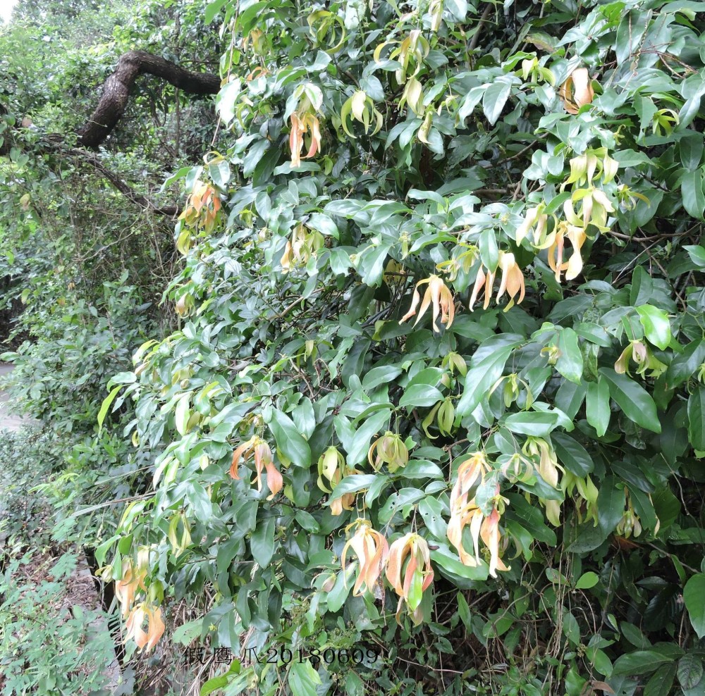 花型奇特,芳香四溢的假鹰爪(一串珠)