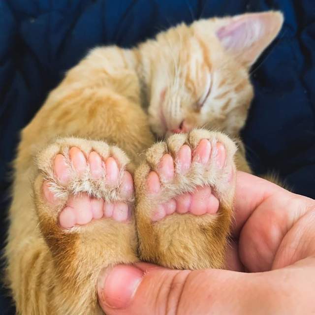 ren是只多趾猫,每只脚有6个脚趾,这是不是可以认为比普通猫咪有更强的