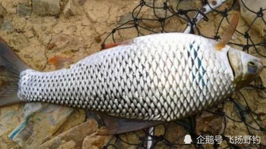 每年清明节前后是垂钓土鲮鱼的最佳季节,这个时候的野生土鲮鱼活性高