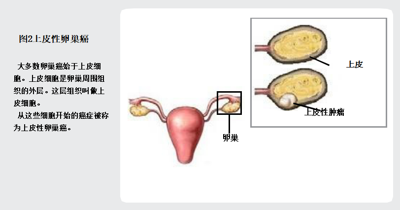 卵巢位于骨盆,腹部下方和髋骨之间.