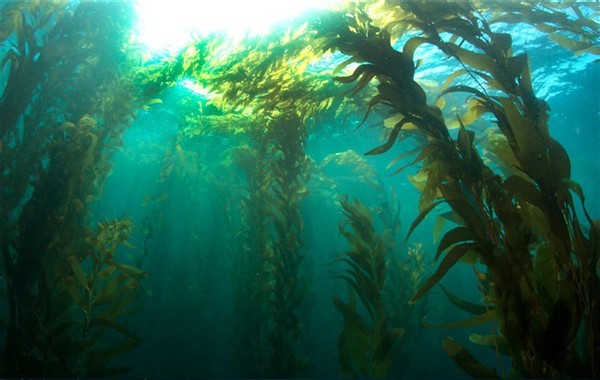 马尾藻海域:被称为"海上坟地",百年来无人敢靠近