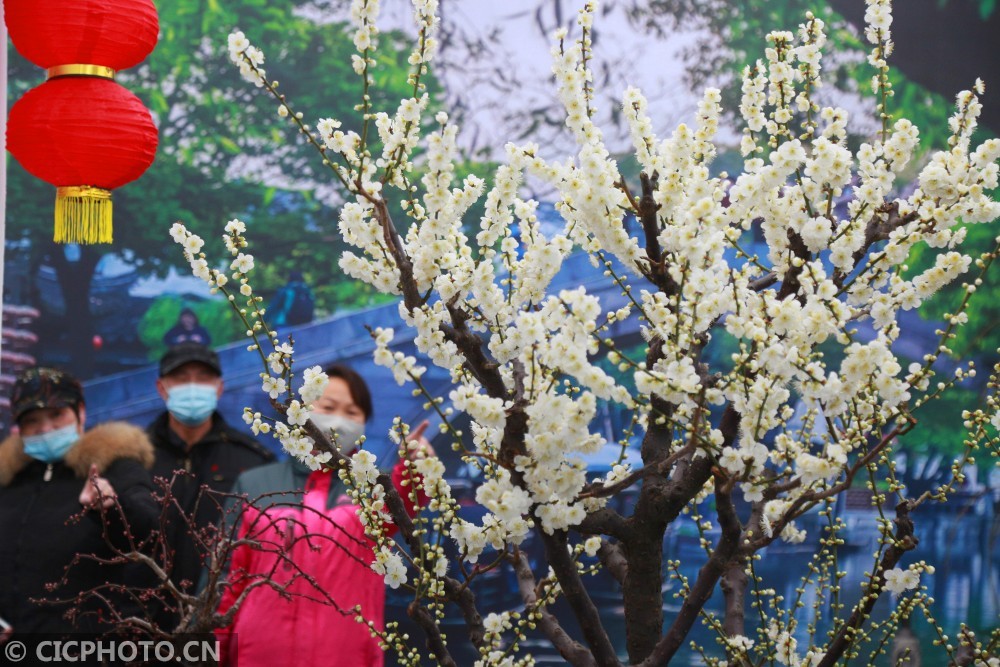 这是在北京市怀柔区响水湖长城梅花节预展上拍摄的参展梅花.