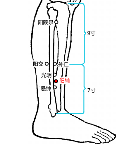 至本穴后因受外界之热而升温上行,本穴如辅佐胆经气血向上蒸升的作用